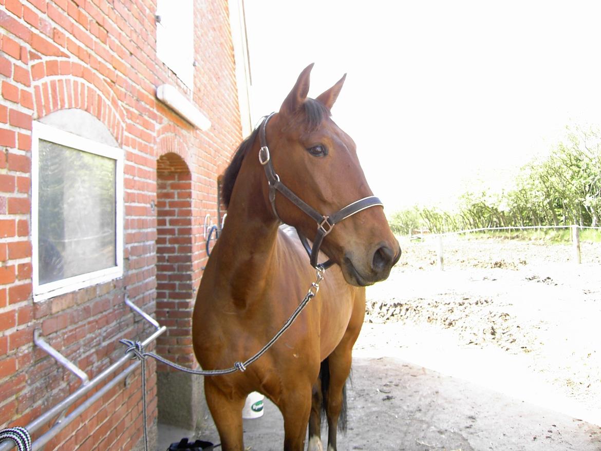 Anden særlig race Monthy billede 2