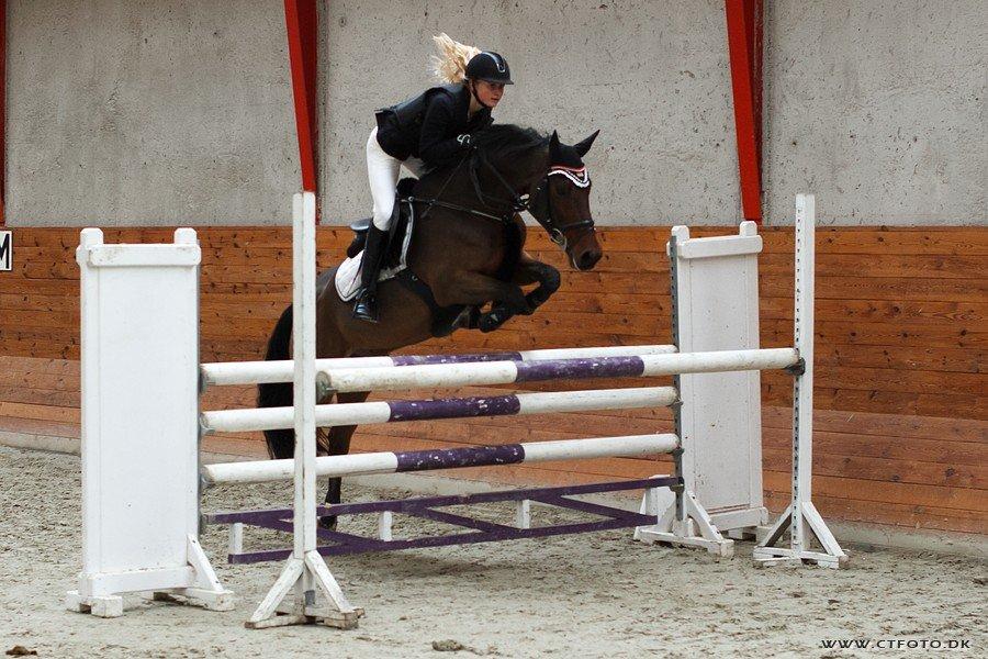 Svensk Varmblod Queens Dandelion(Lille Bjørn)*B-Pony* - Lille Bjørn i MB** på Fakse Rideklub 2012, hvor vi vandt <3 billede 17