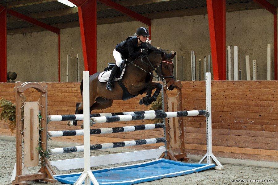 Svensk Varmblod Queens Dandelion(Lille Bjørn)*B-Pony* - Lille bjørn i MA* på Fakse Rideklub 2012, hvor vi blev nr. 2 <3 billede 18