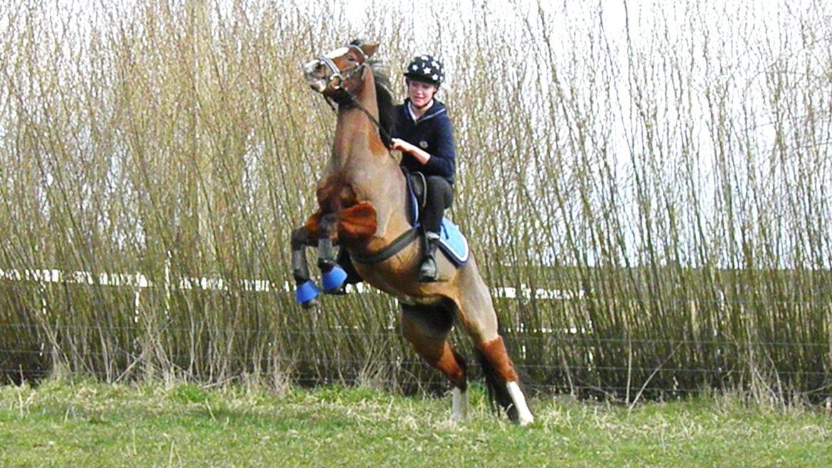 DSP Fredbo's Butler billede 3