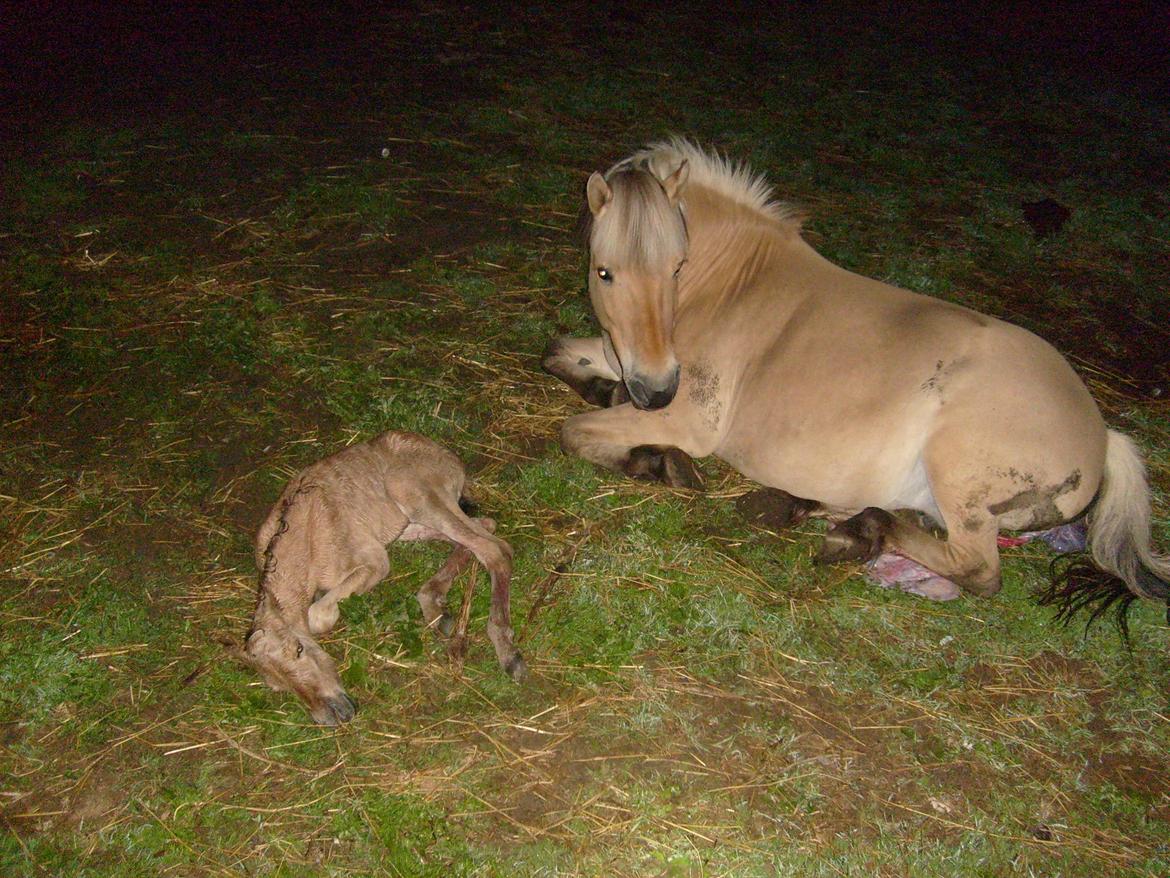 Anden særlig race My Last Heartbeat billede 1