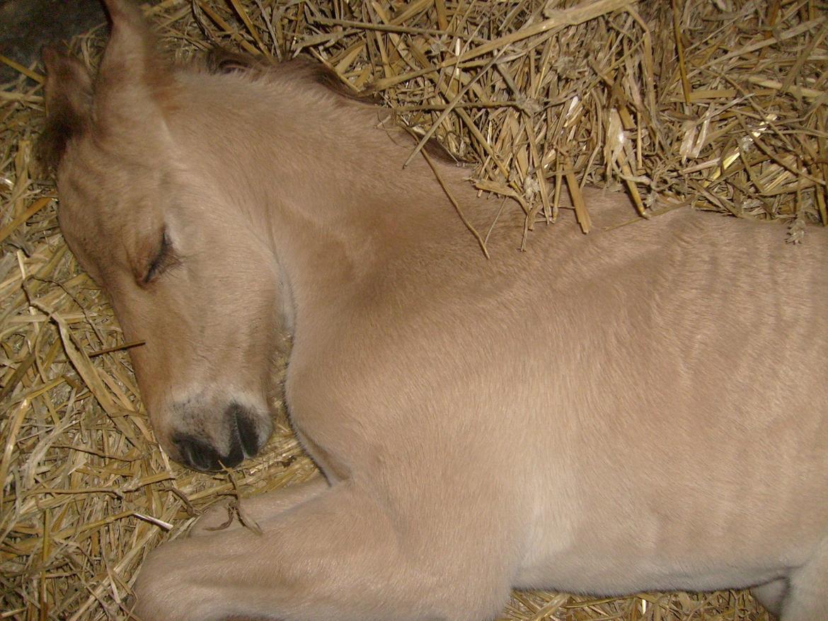 Anden særlig race My Last Heartbeat billede 6