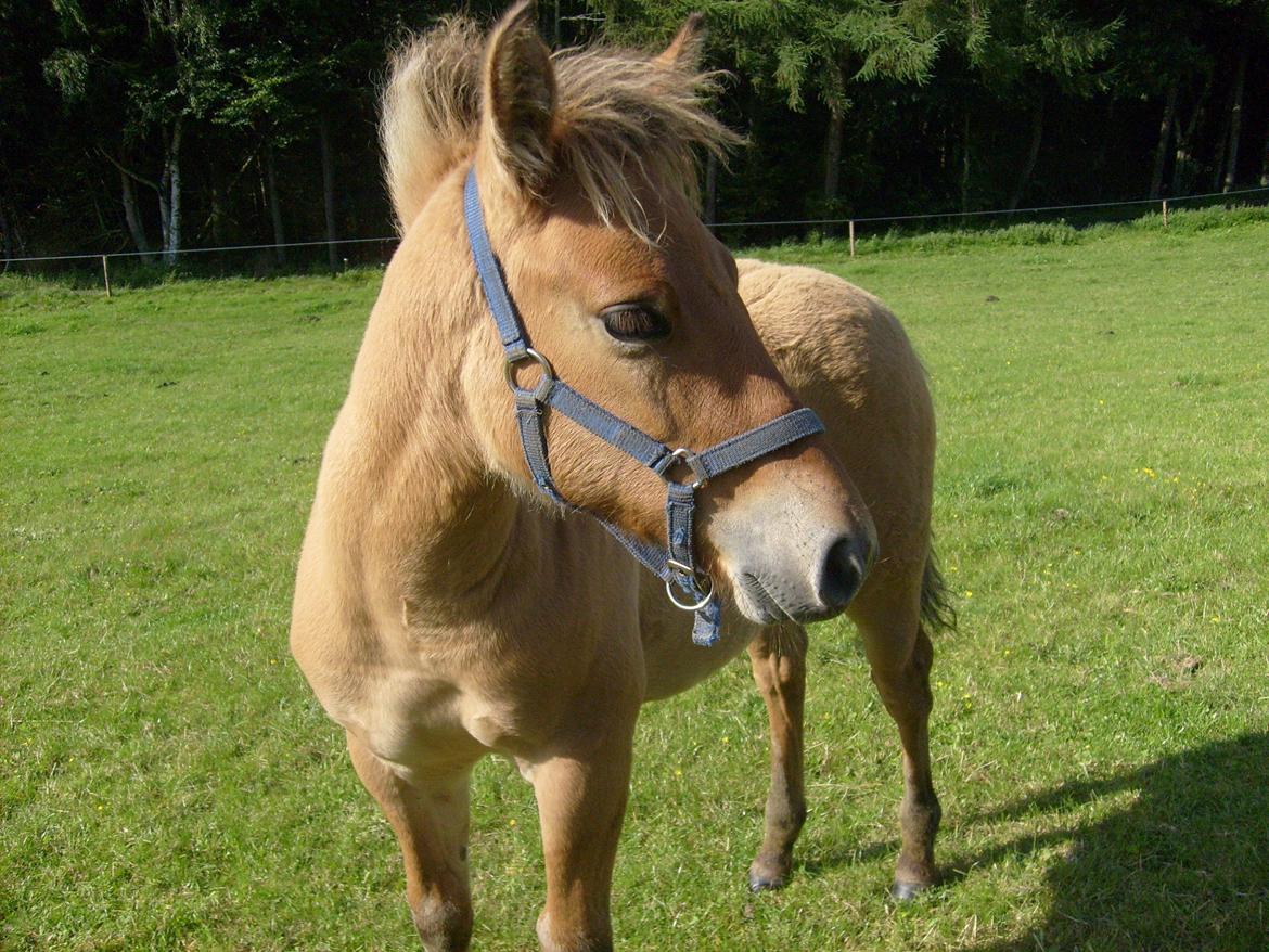 Anden særlig race My Last Heartbeat billede 7