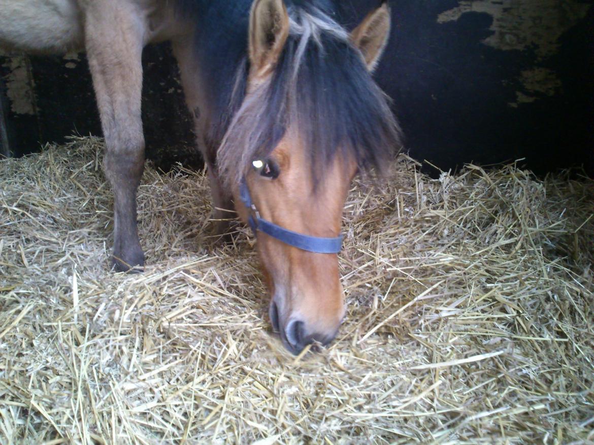 Anden særlig race My Last Heartbeat billede 8