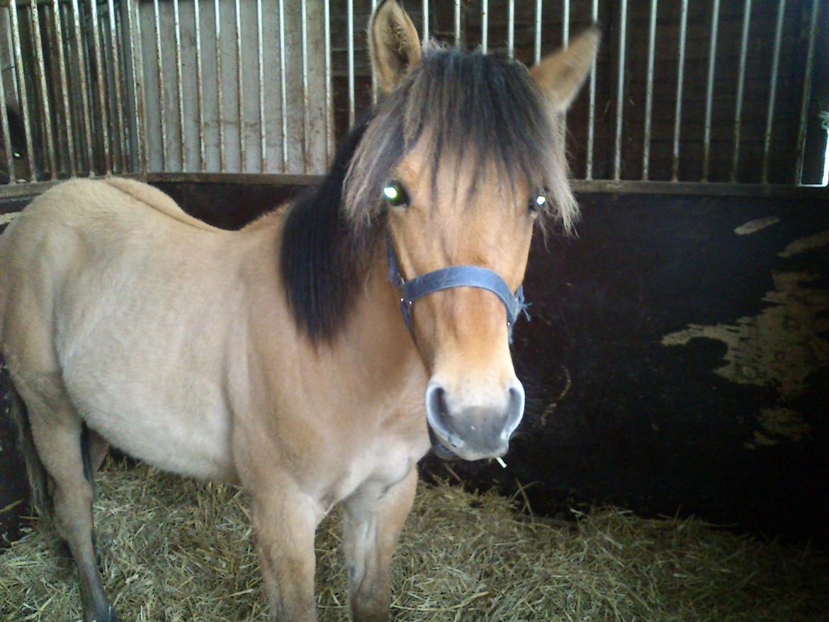 Anden særlig race My Last Heartbeat billede 9