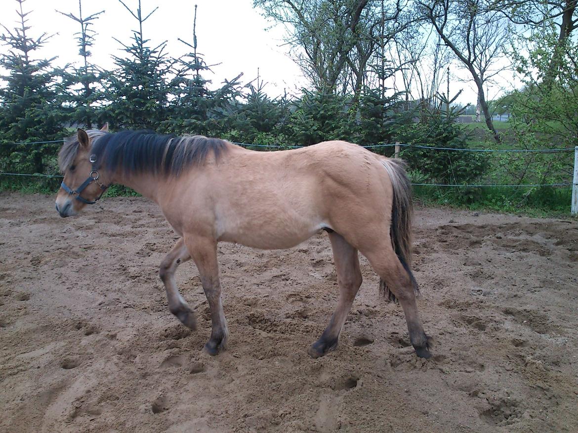 Anden særlig race My Last Heartbeat billede 10