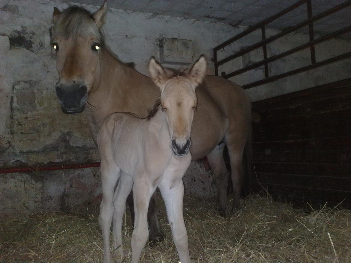 Anden særlig race My Last Heartbeat billede 5