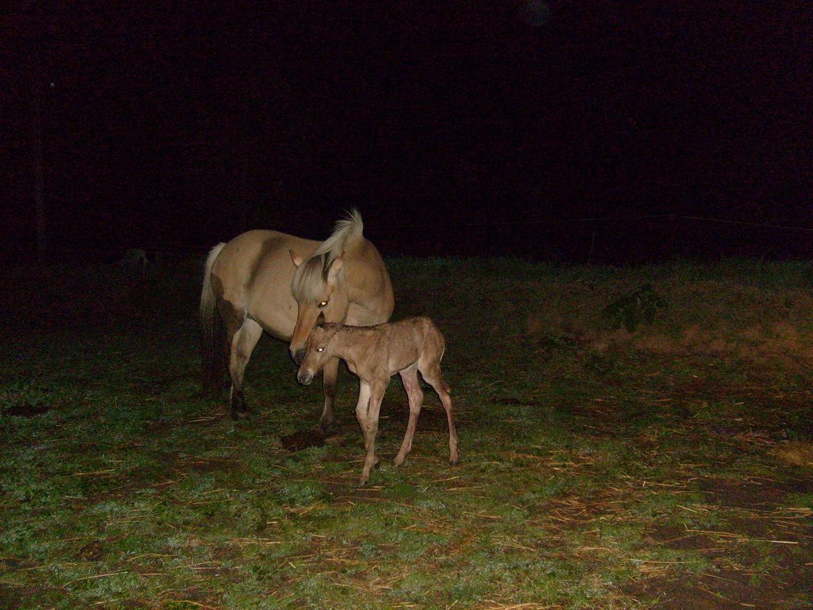 Anden særlig race My Last Heartbeat billede 2