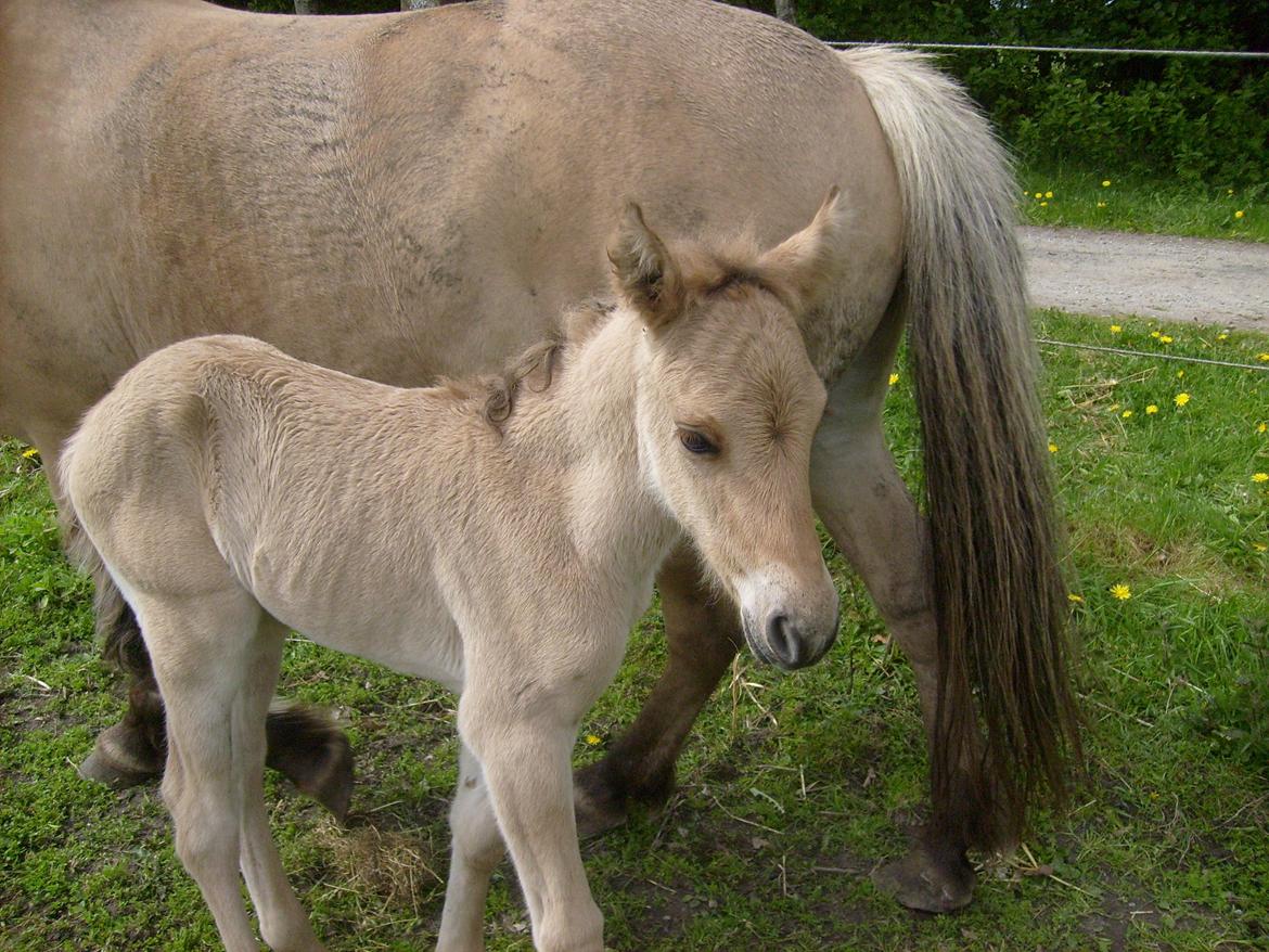 Anden særlig race My Last Heartbeat billede 3