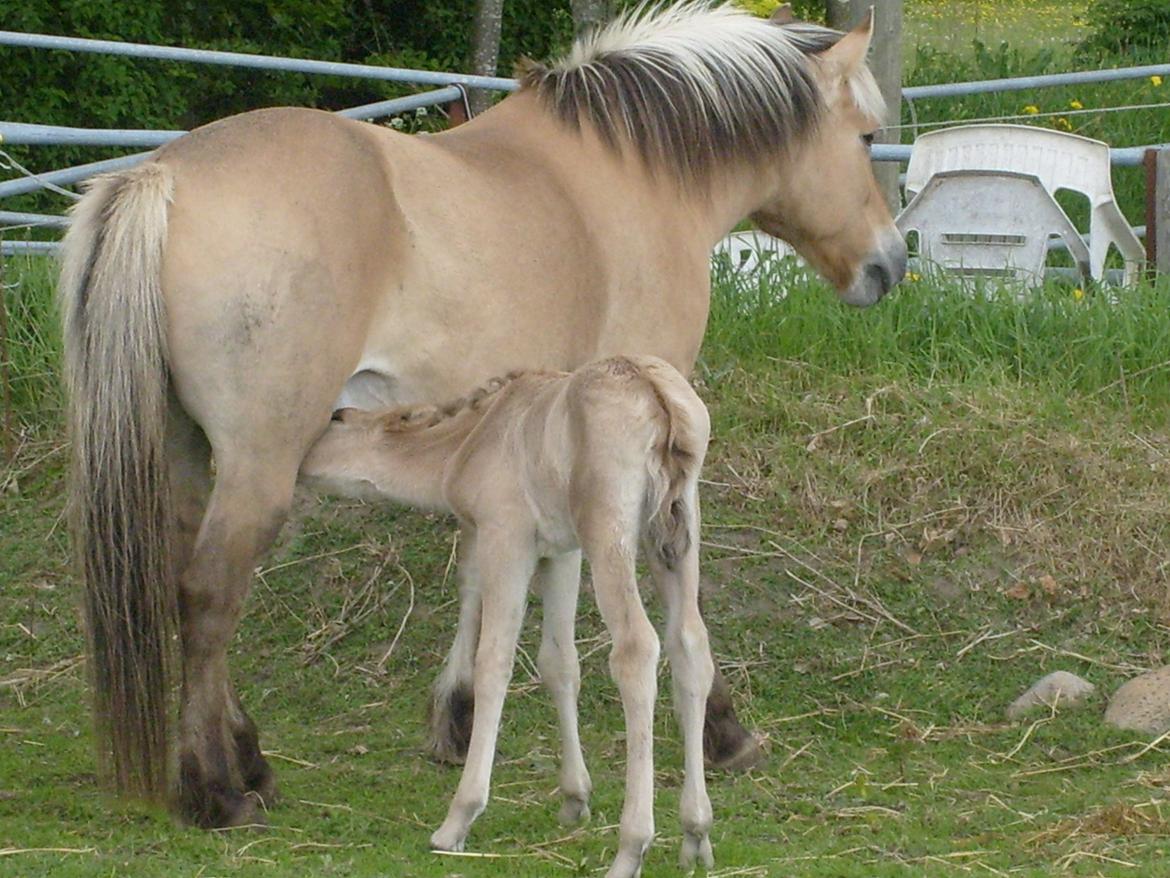 Anden særlig race My Last Heartbeat billede 4