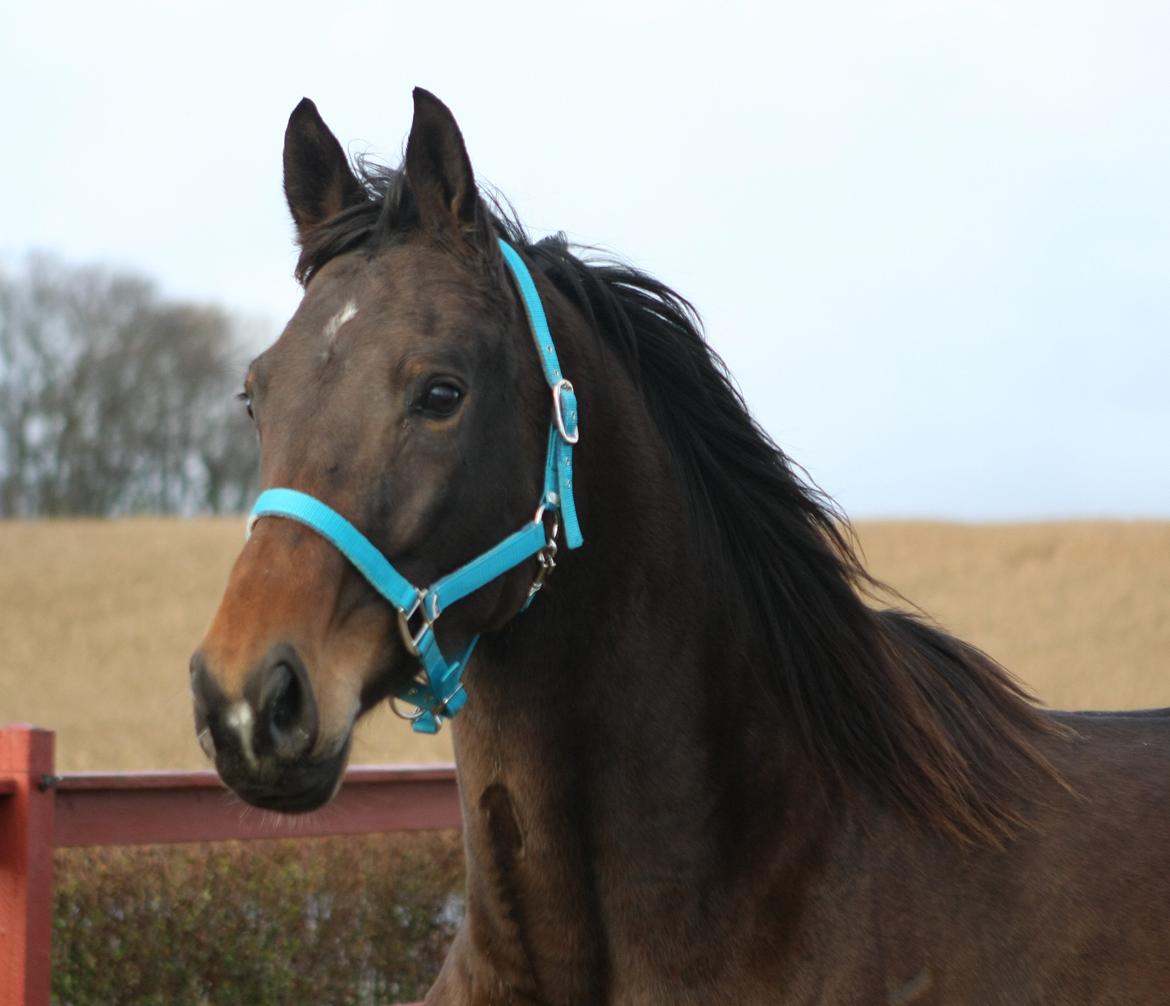 Trakehner Roxette - Okt 12 billede 9