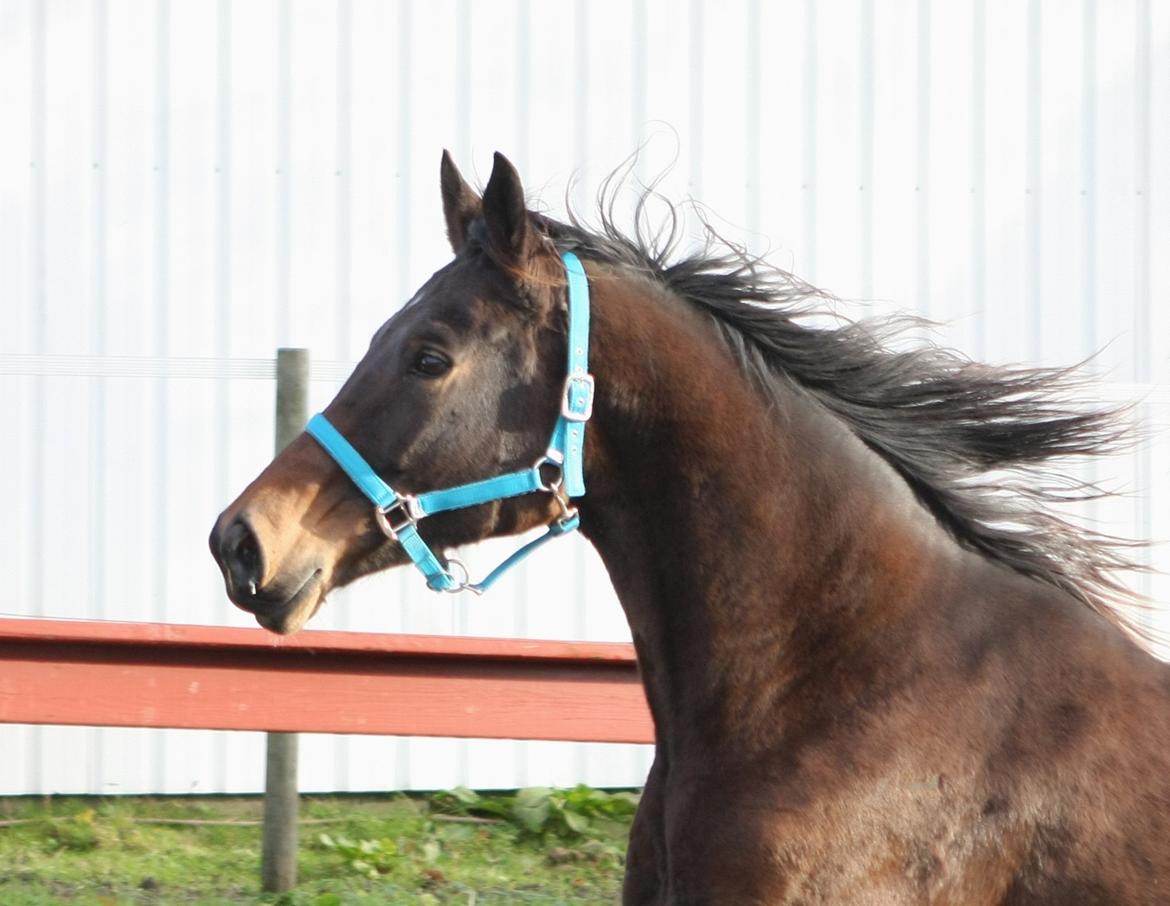 Trakehner Roxette - Okt 12 billede 10