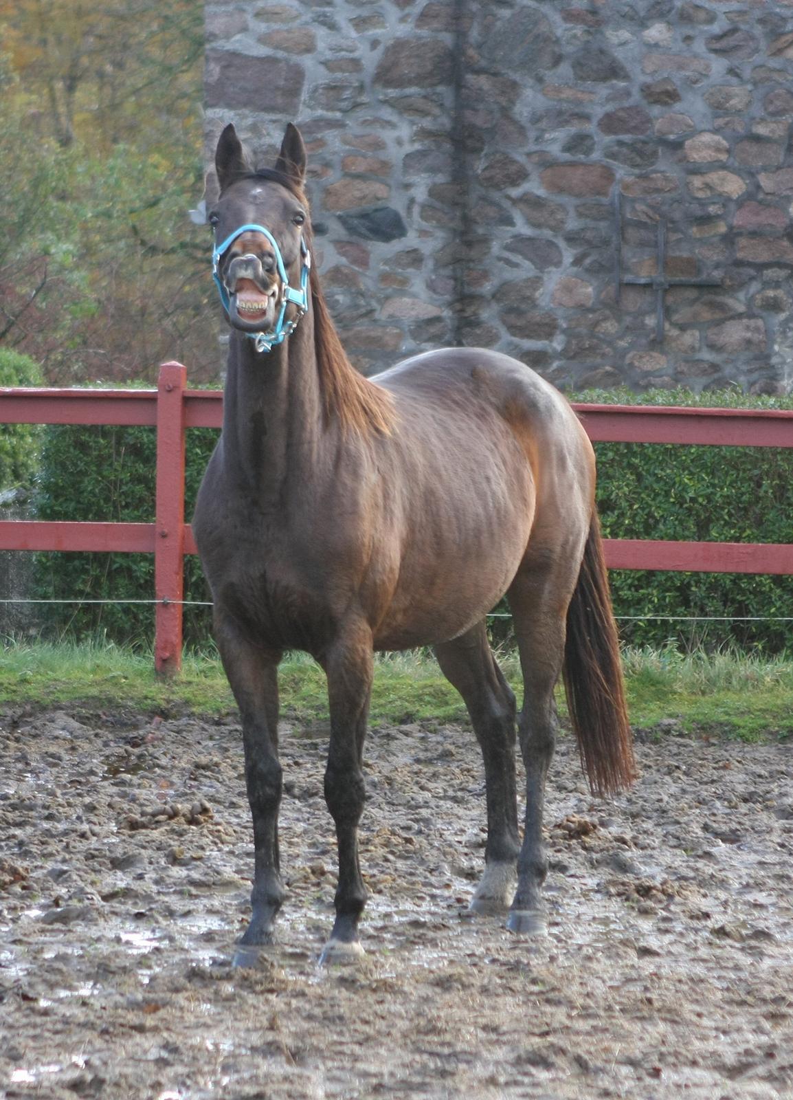 Trakehner Roxette - Okt 12 billede 11