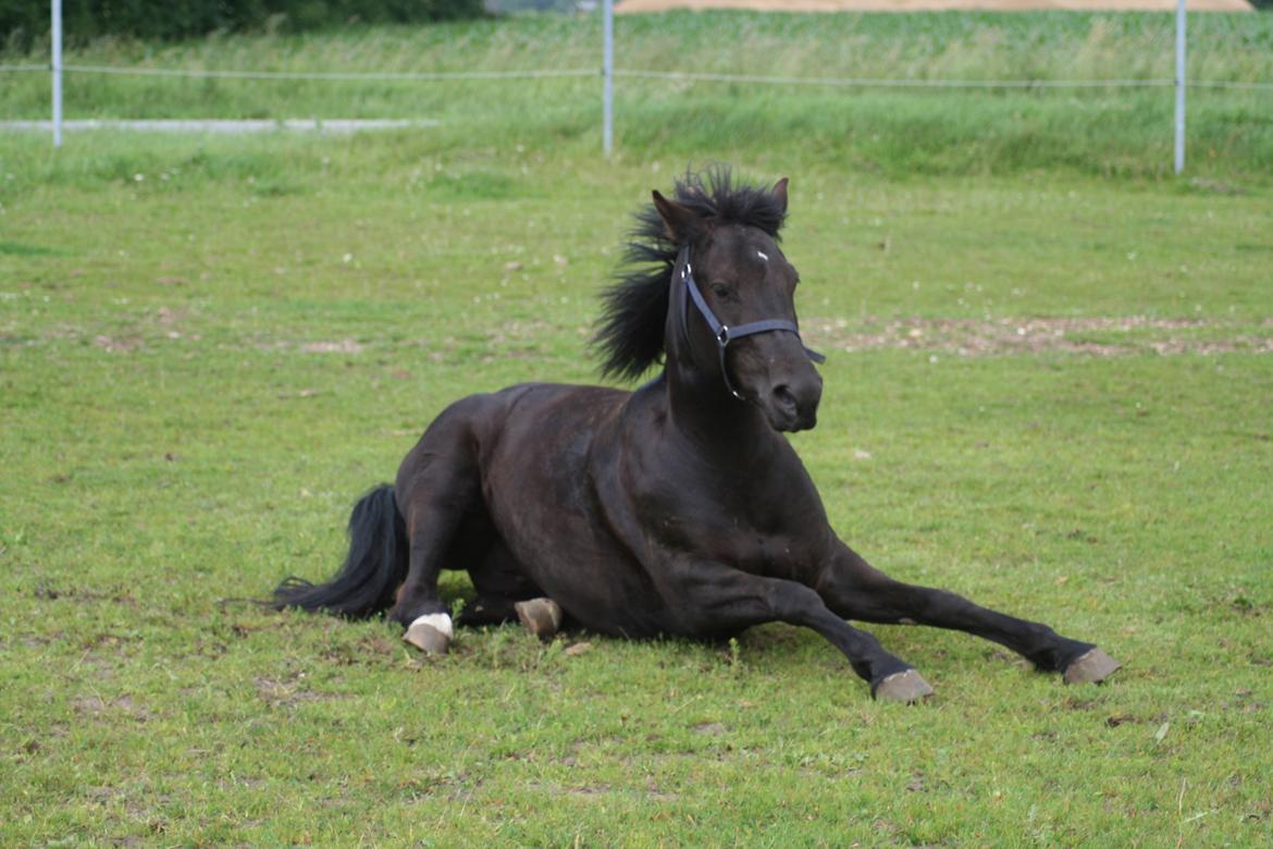 Anden særlig race Frida billede 12