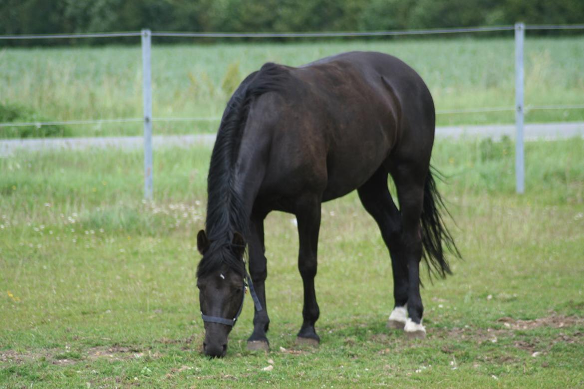Anden særlig race Frida billede 4