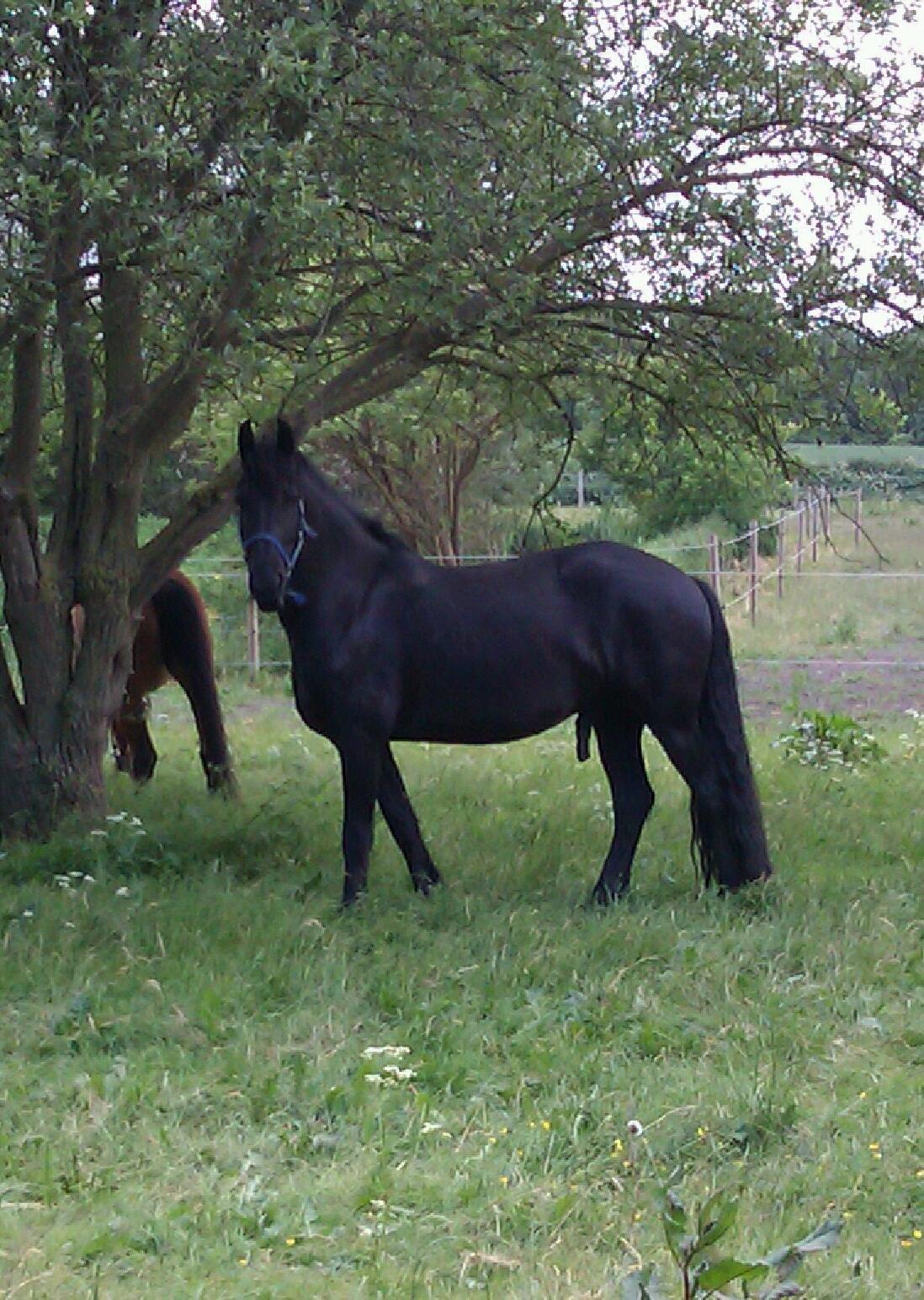 Frieser Zejr Zefyr  billede 18