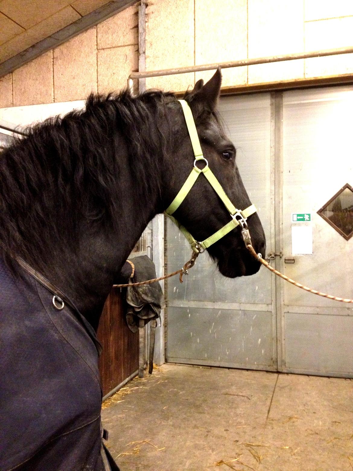 Frieser Theis Ellemose - Drengerøven på staldgangen billede 7