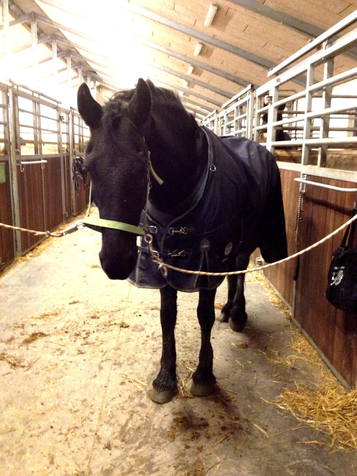 Frieser Theis Ellemose - Hele bassen billede 9