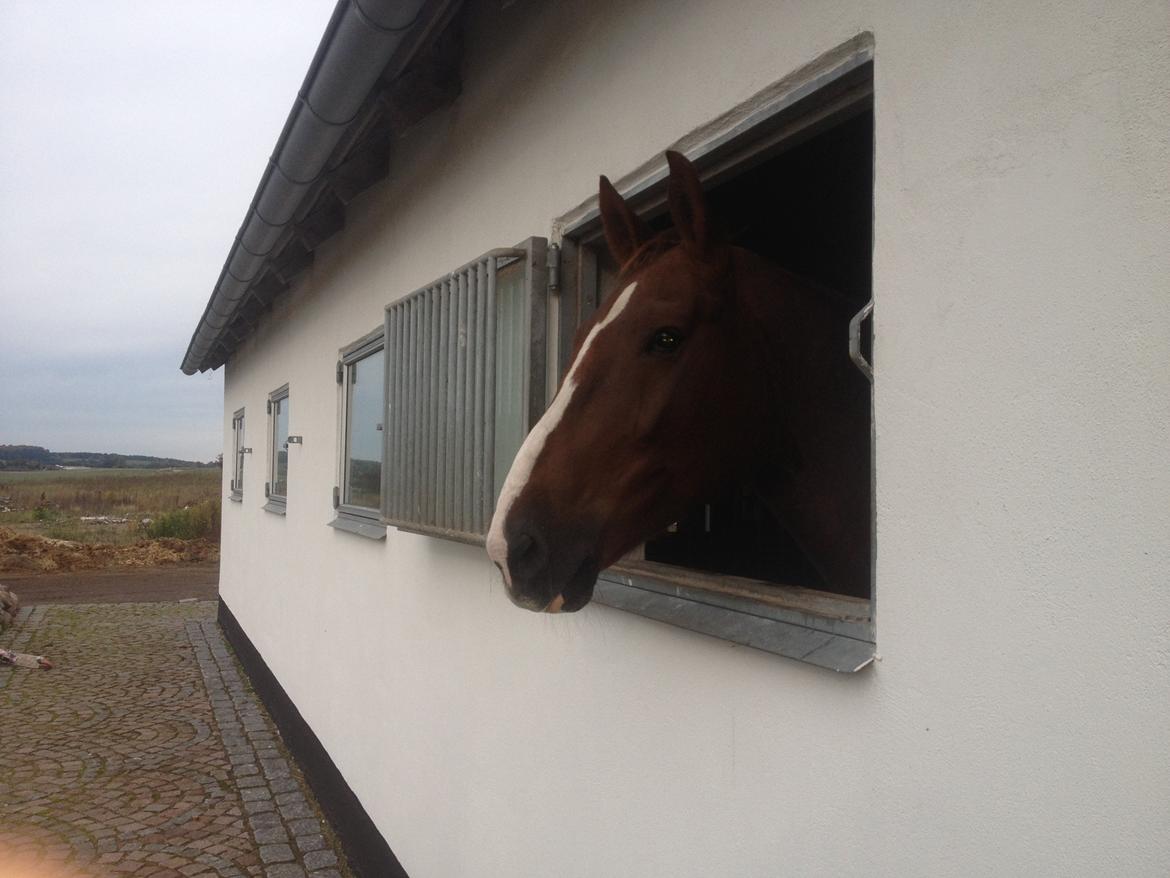 Anden særlig race Coco - Coco der kigger ud af sit boksvindue, som hun kan se foldende fra :-) billede 4