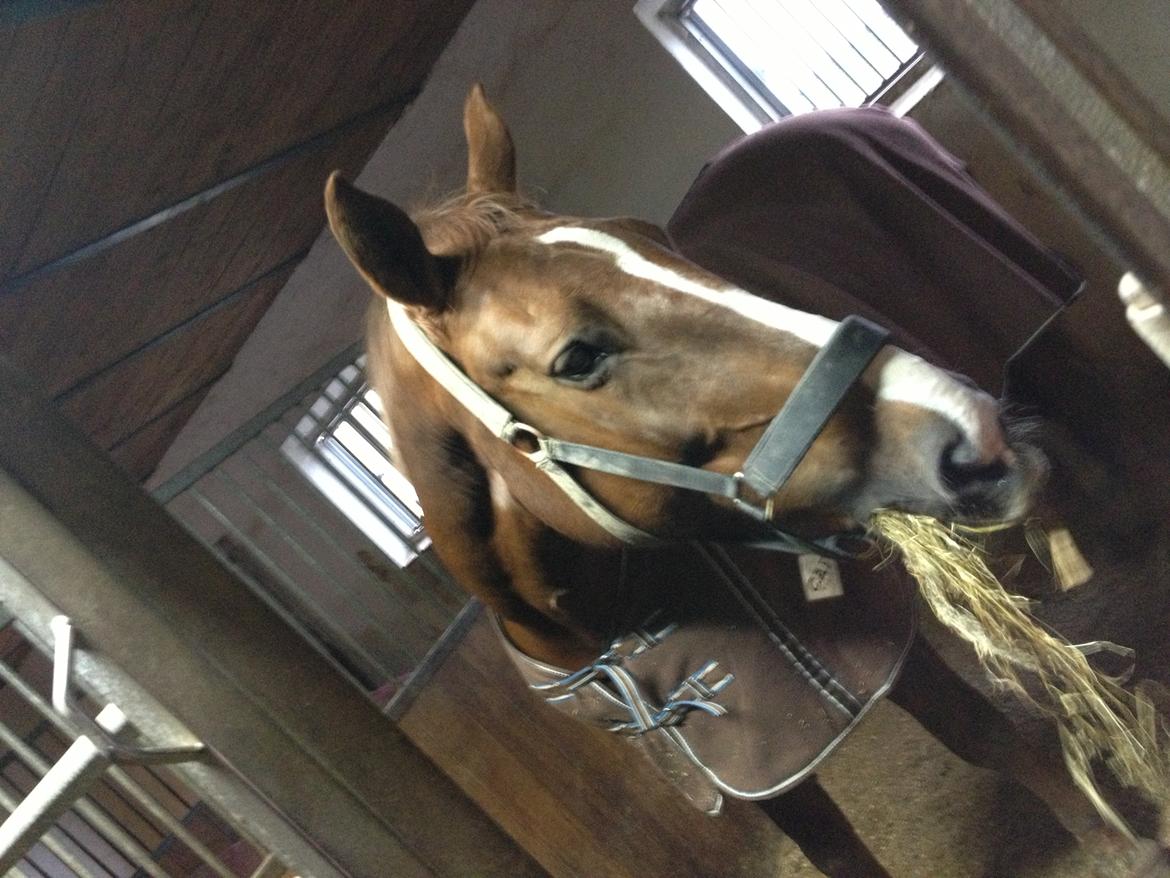 Anden særlig race Coco - Min sære dame, som bedre kan lide wrap end gulerødder. billede 5