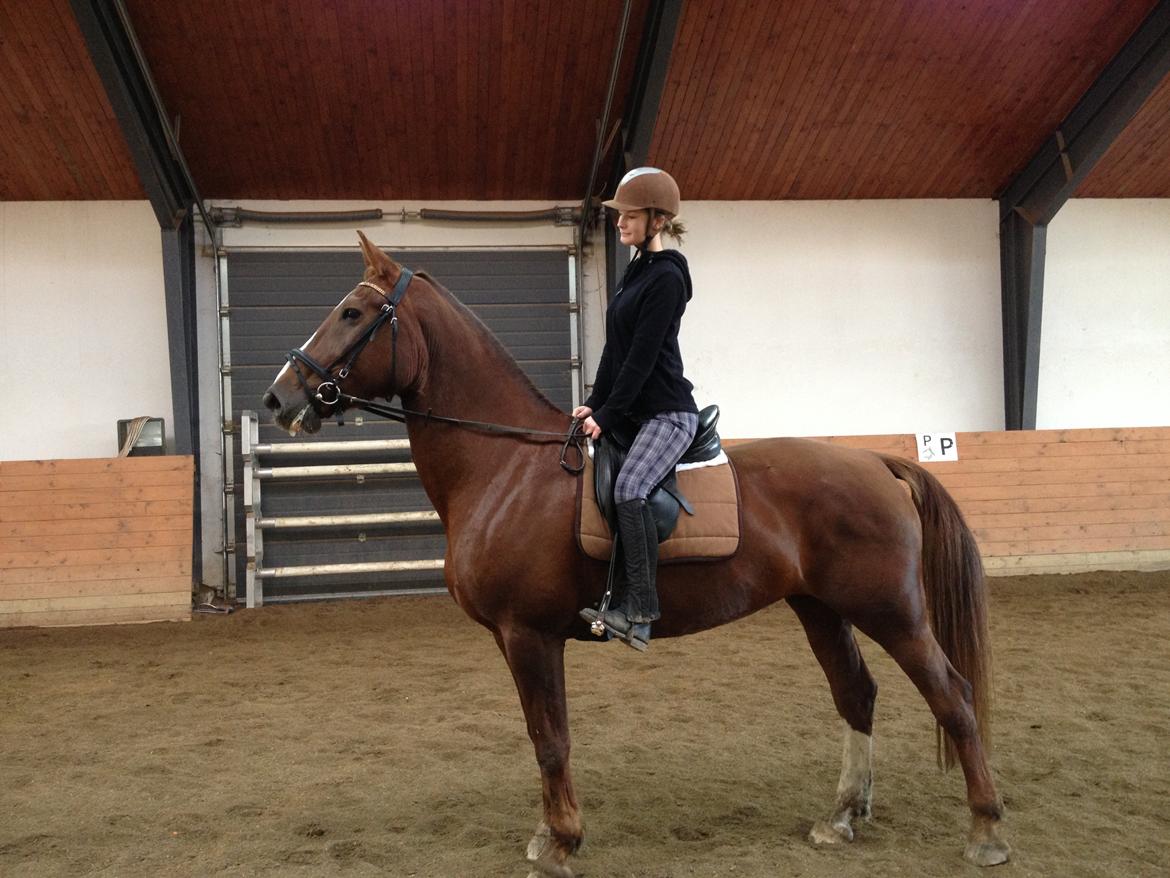 Anden særlig race Coco - Fanget i et vågent øjeblik ;-) billede 6