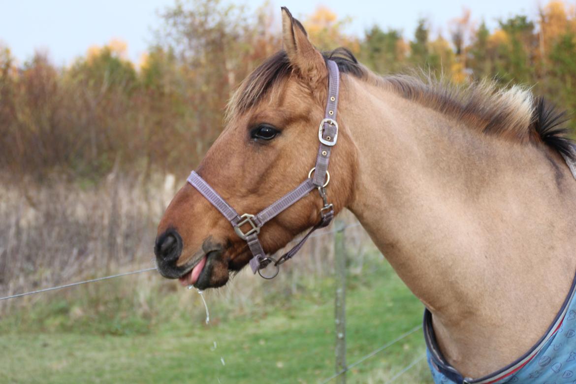 Anden særlig race lady<3 billede 12