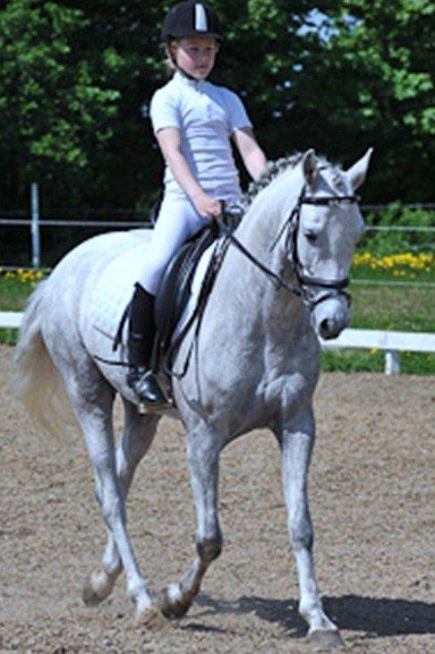 DSP Holmgaards Galant SOLGT ;( - Velkommen til Holmgaards Galant´s profil! :) Stævne på JORK billede 1