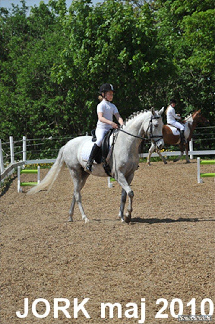 DSP Holmgaards Galant SOLGT ;( - Kallemand og jeg til stævne på JORK :) billede 15