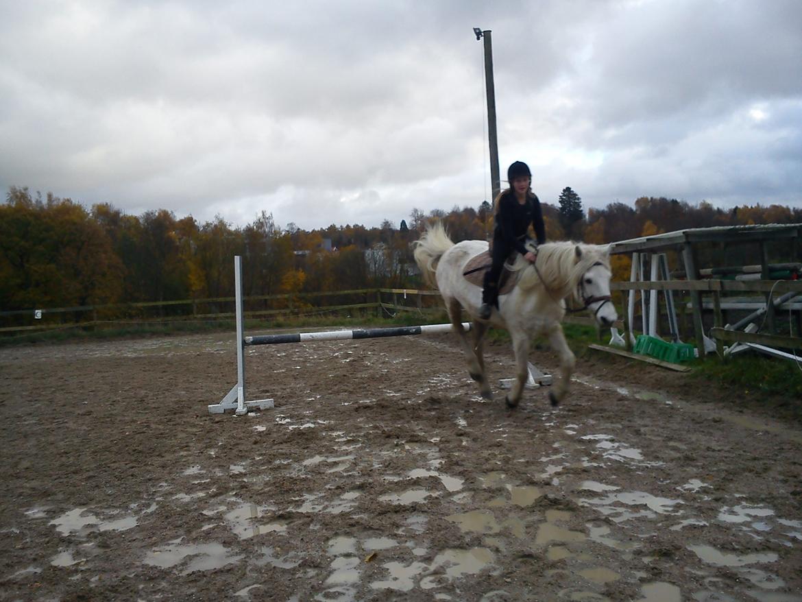 Anden særlig race Mikkel - Efter et spring på 75 cm. billede 12