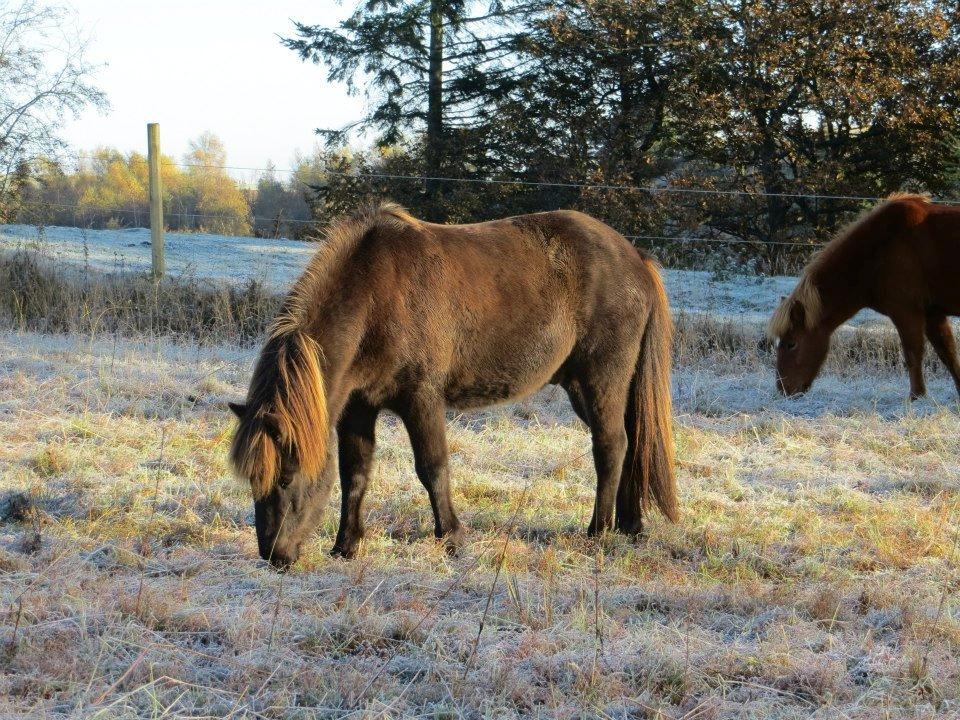 Islænder Stormur fra Skovly - Smukke Stormur på fold med frost <3 elsker dig søde<3 billede 11