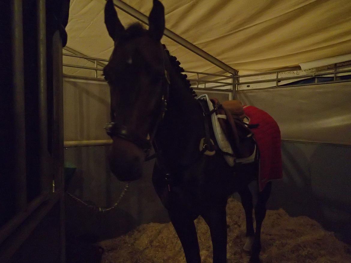 Holstener Carlos "Solgt til USA" - Lille Carlos er ved at være klar til en noget sen springklasse; Nemlig kl 23:30 til springchampionat 2012 billede 17