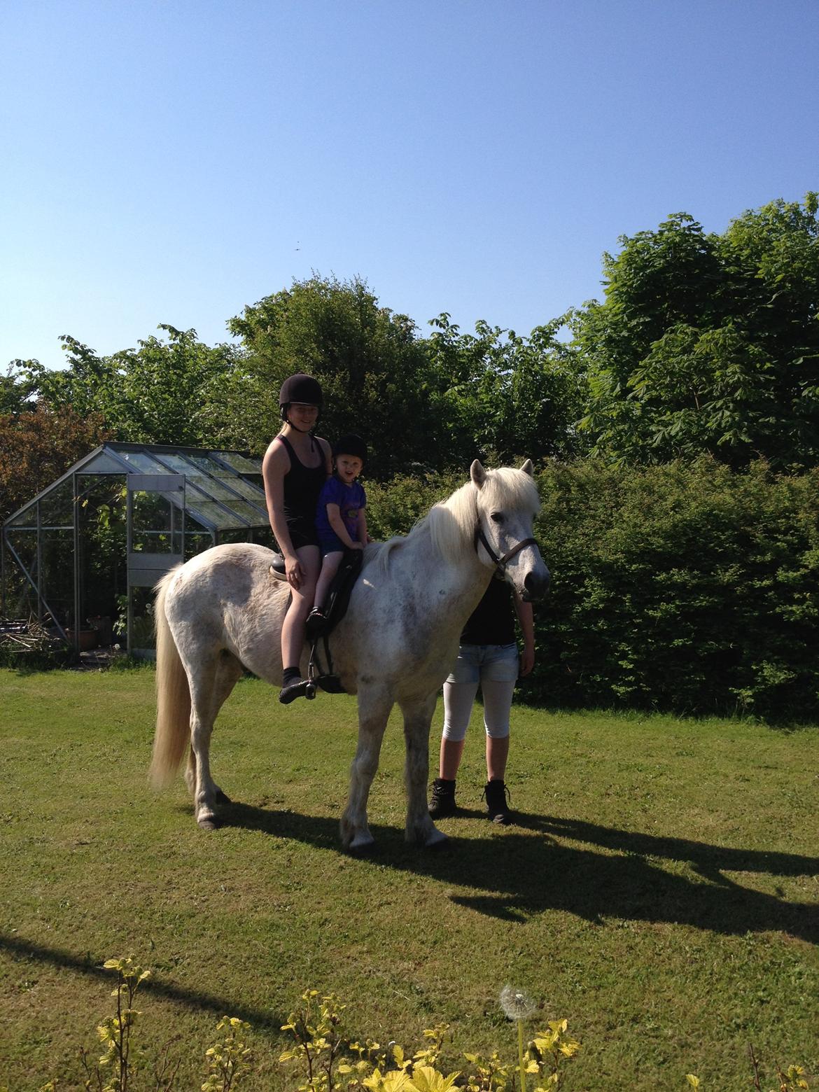Islænder Stirnir fra Gammelgab - som i kan se er stirnir meget børnevenlig:-) billede 17