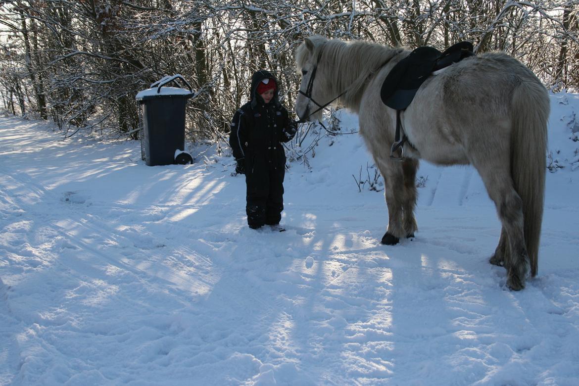 Islænder Stirnir fra Gammelgab billede 18