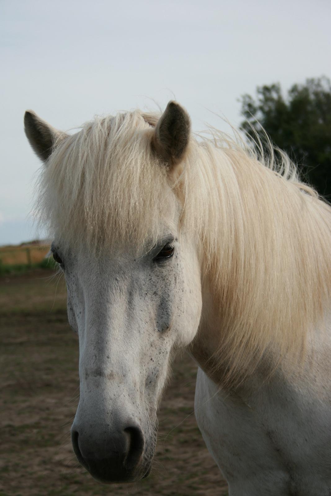 Islænder Stirnir fra Gammelgab billede 19