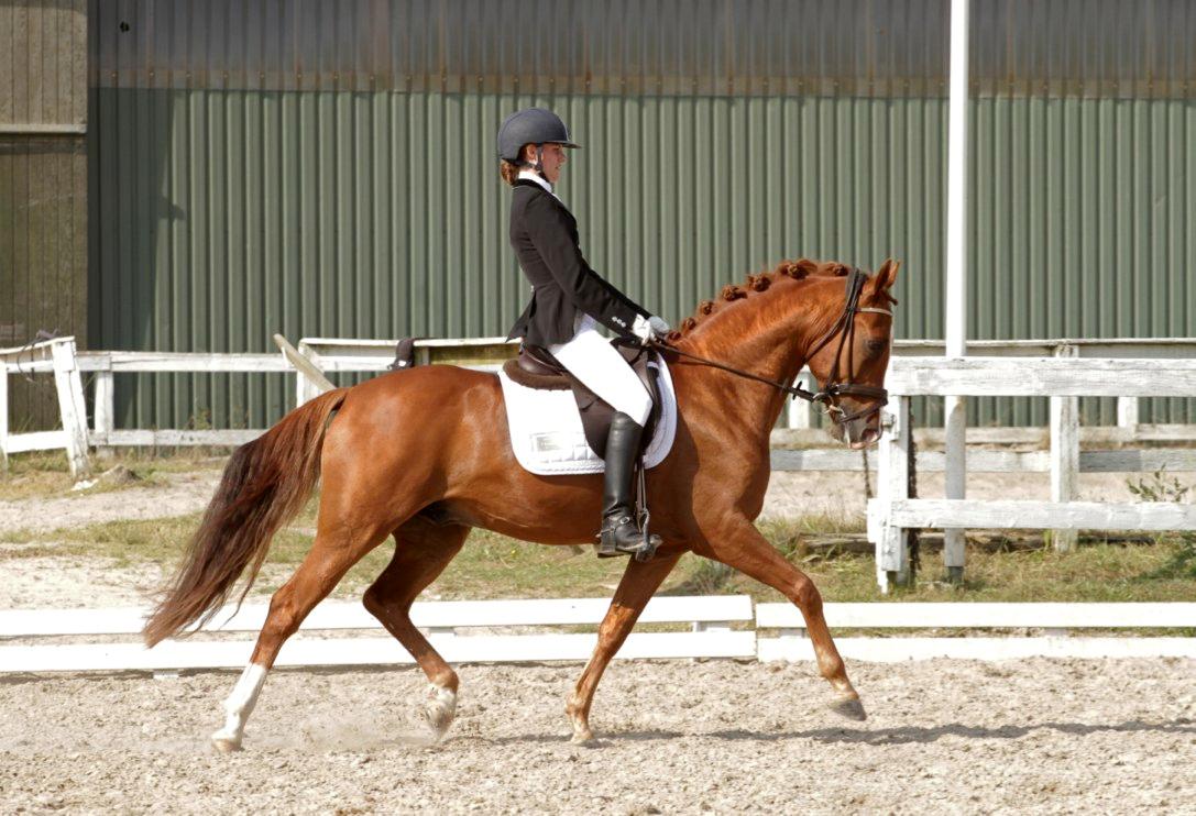Tysk Sportspony Golden flame R.I.P - Jimmy i pri <3 billede 2