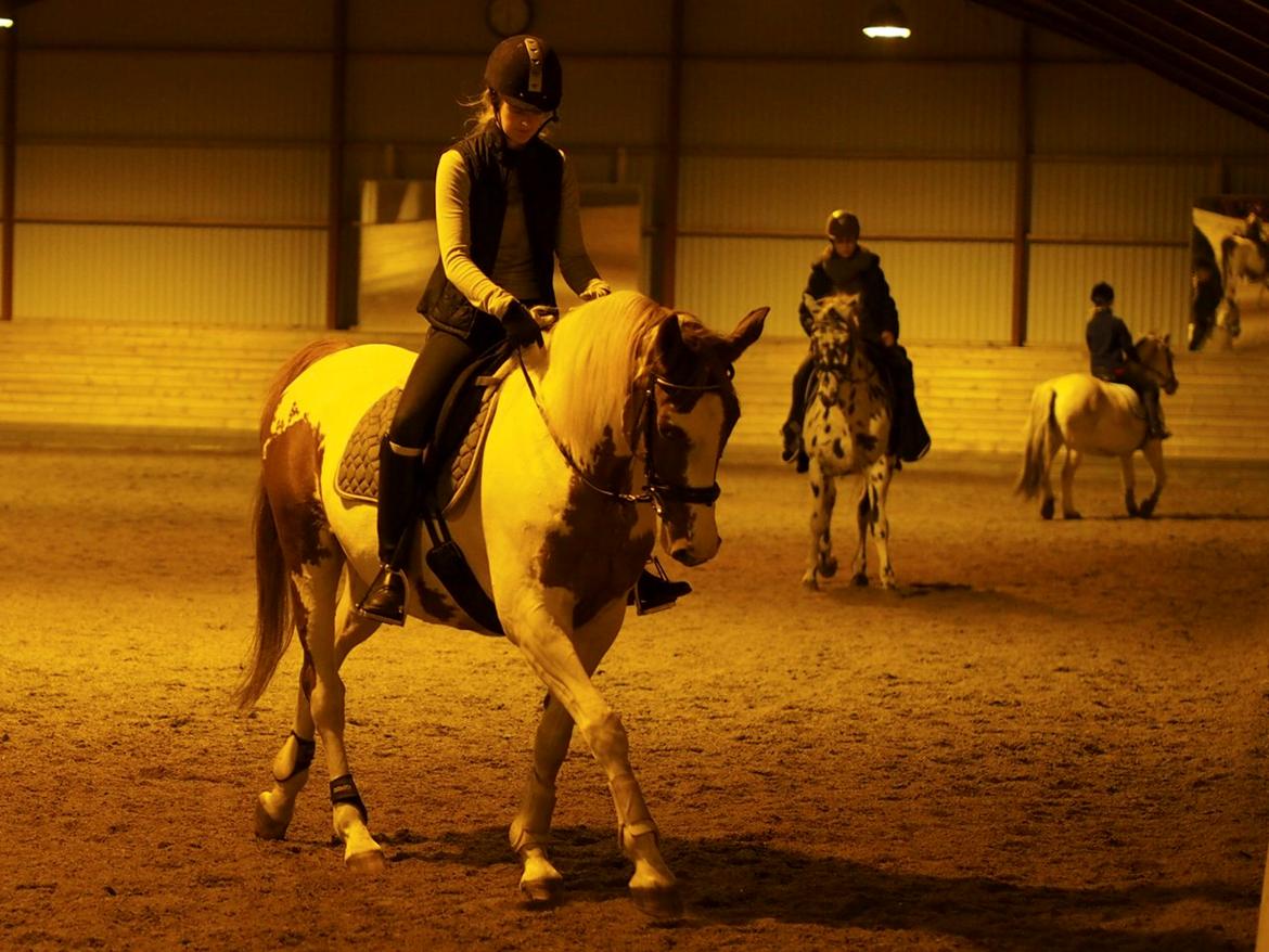 Anden særlig race Jasmin - Rideundervisning ved Henrik d. 9/11-2012 Fotograf: Trond Pedersen billede 6