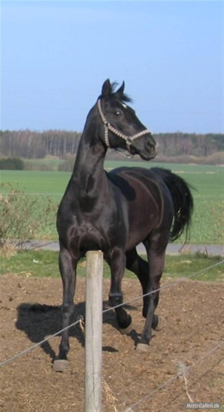 Anden særlig race Cassan "Himmelhest" billede 8