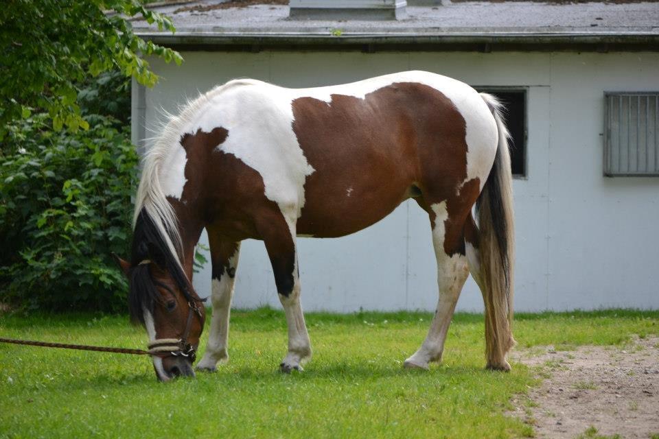 Anden særlig race Sofi billede 1