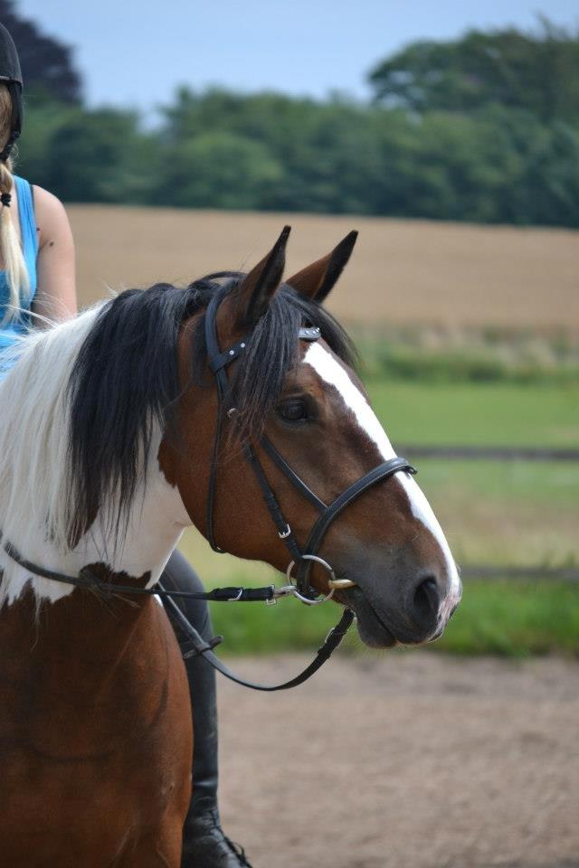 Anden særlig race Sofi billede 5