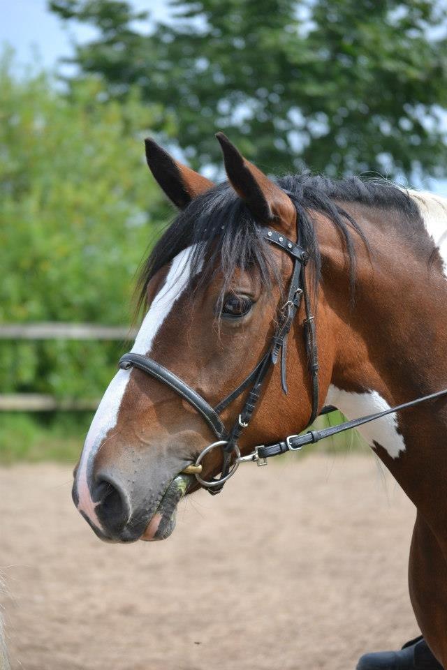 Anden særlig race Sofi billede 7