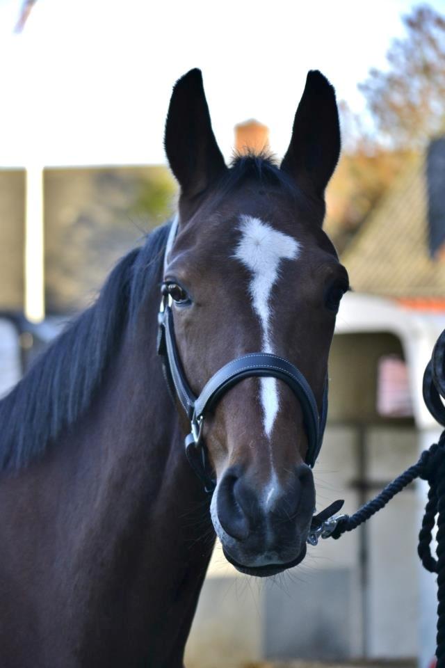 Anden særlig race Lady <3 [MIN SKØNHED] - Smukke Lady ! <3 billede 6