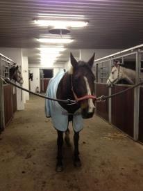 Traver Fit for fight<3 - efter vores undervsineg..... hun var meget træt ;) <3 billede 8