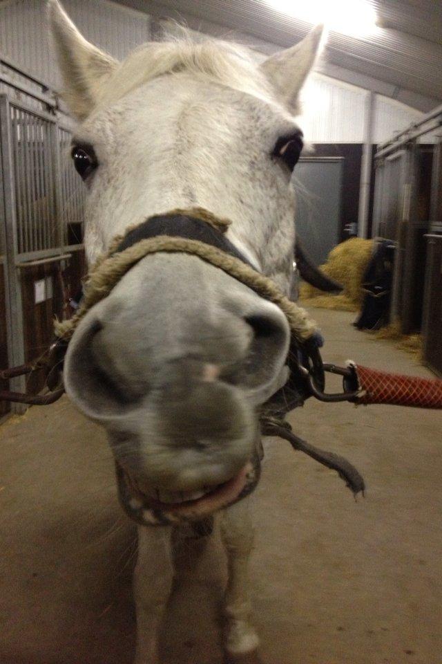 Anden særlig race | Nikita <3 - Søde Nikita.  9/11 2012.♥ billede 11