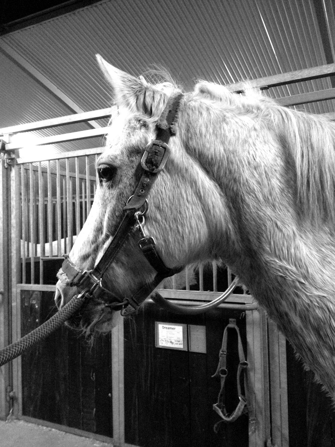 Anden særlig race | Nikita <3 -  9/11 2012. Svedig pony efter træning. billede 7
