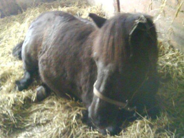 Anden særlig race Tulle billede 3