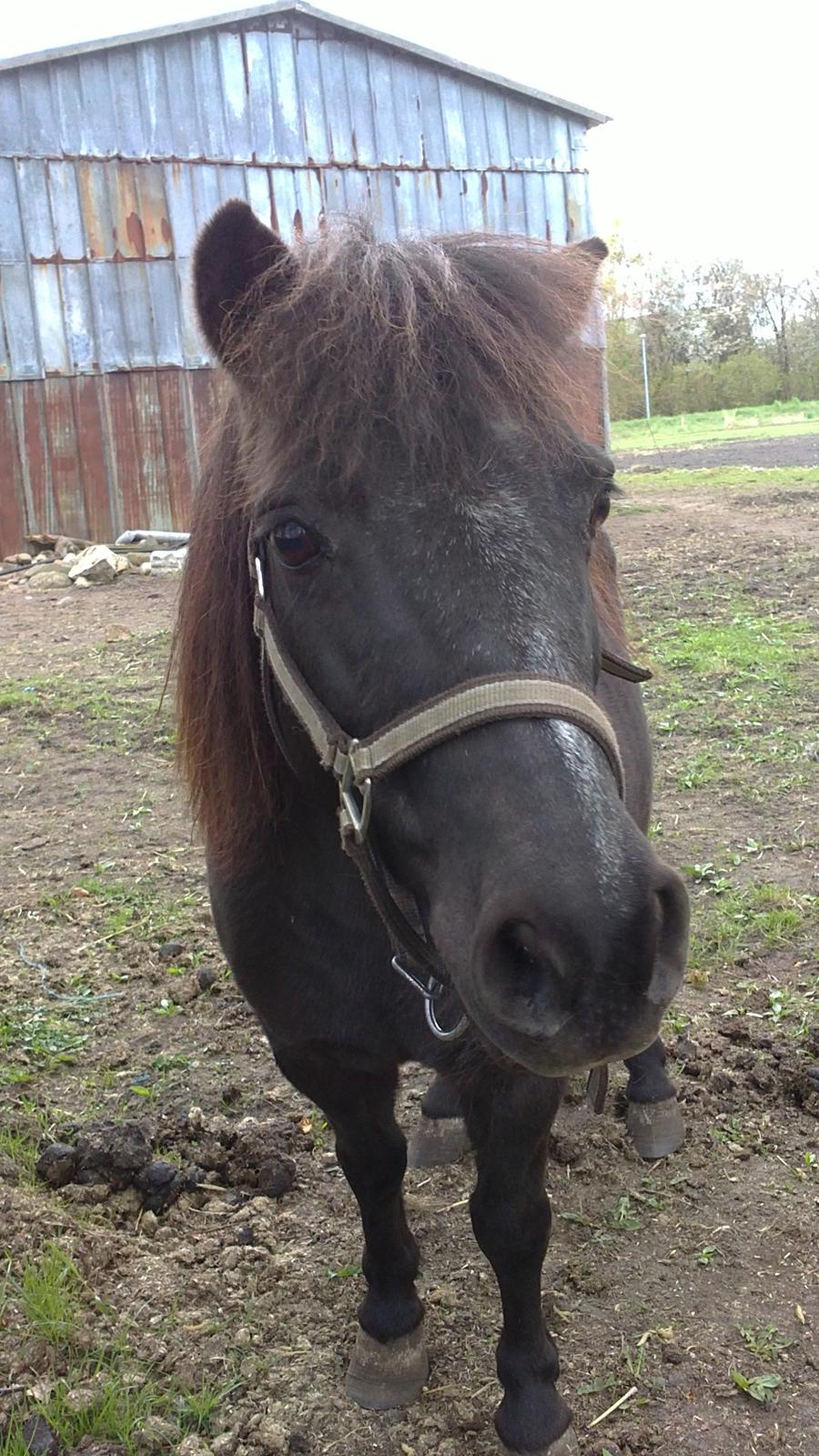 Anden særlig race Tulle billede 4