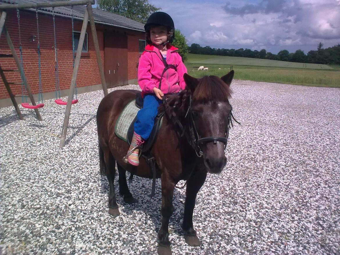 Anden særlig race Tulle billede 6