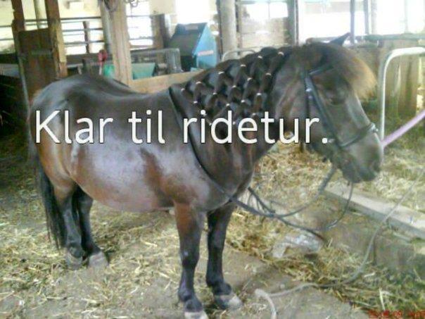 Anden særlig race Tulle billede 7