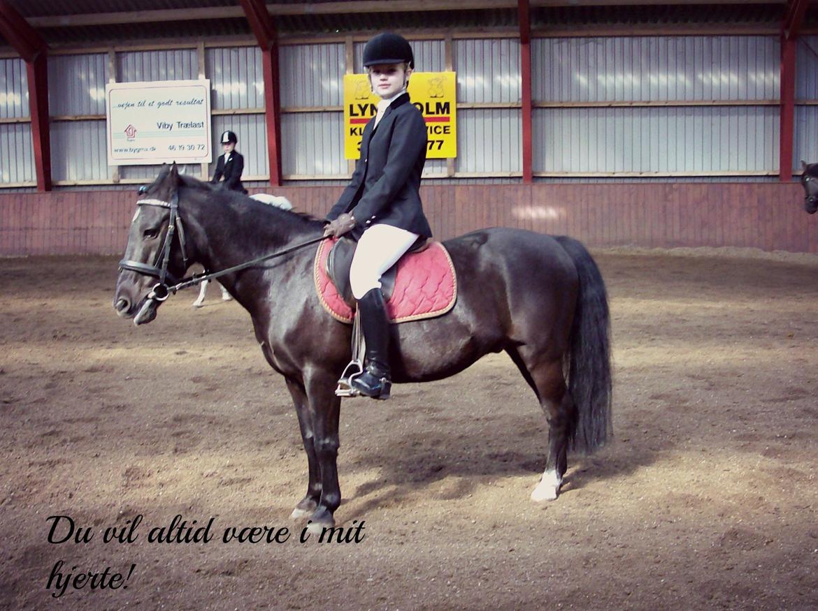 Anden særlig race Bandit<3 - Savner at ride den lille Bandit! ;'(
Sidste stævne på Bandit. Red to klasser på ham den dag, vandt begge! :) billede 2