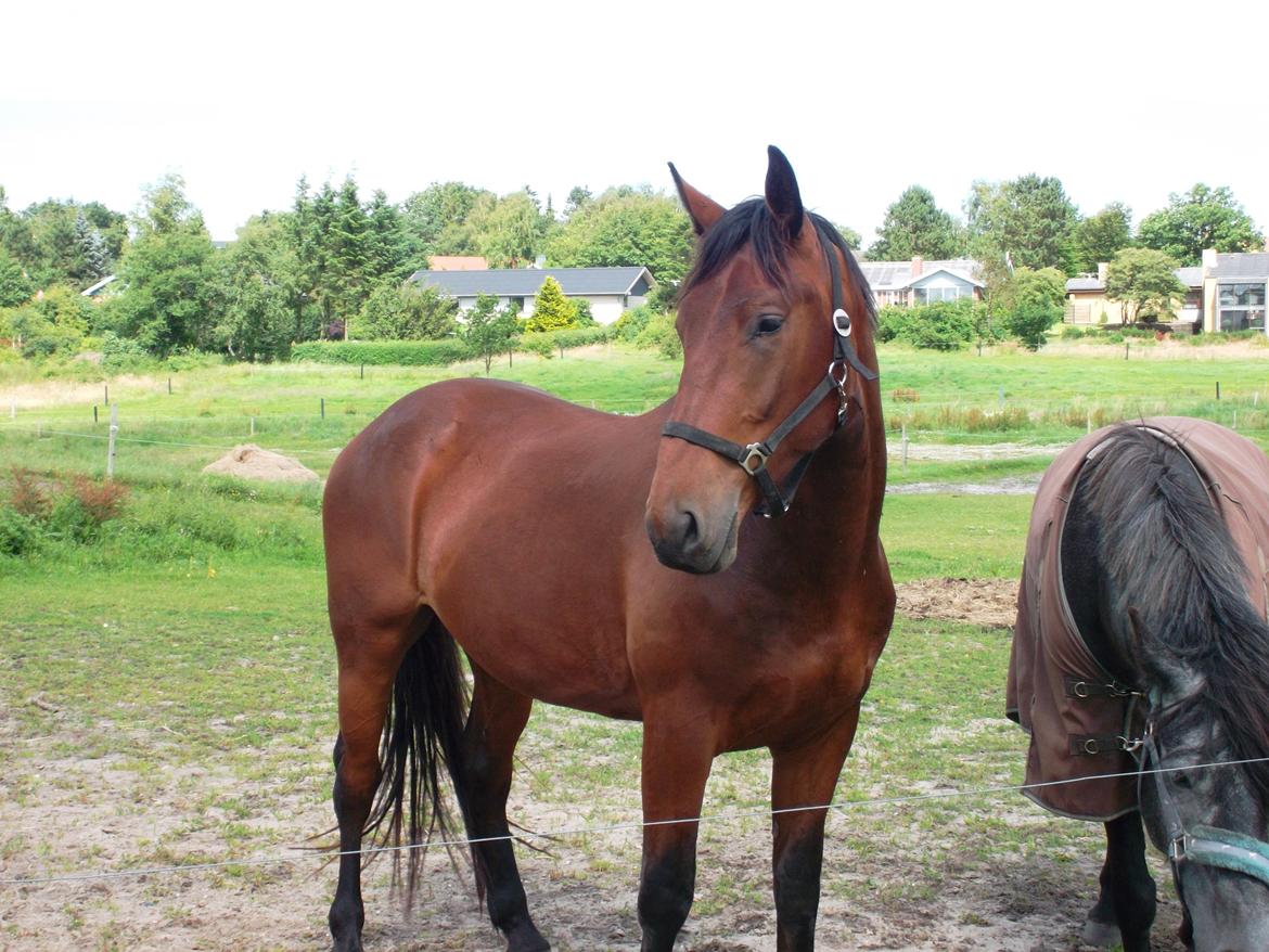 Anden særlig race Monthy billede 7